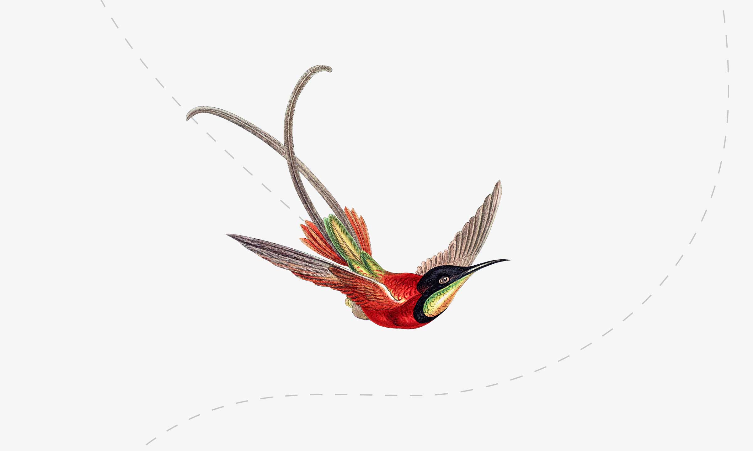 Ilustración de un pájaro volando