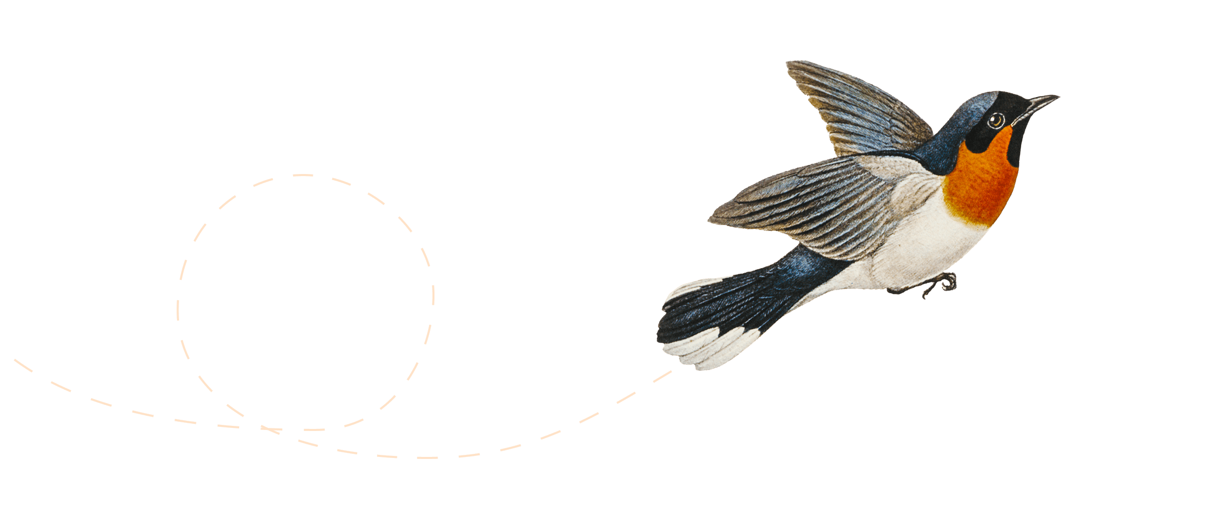 Ilustración de un pájaro volando.