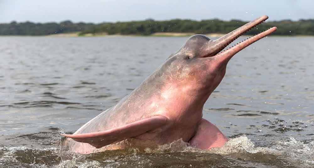 Puerto Nariño: Hogar de los delfines rosados y grises en el Amazonas Colombiano