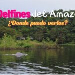 ¿Donde ver los delfines del Amazonas? Tours y Recomendaciones