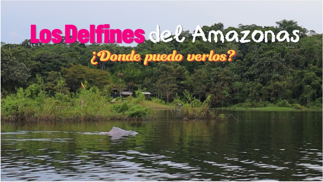 ¿Donde ver los delfines del Amazonas? Tours y Recomendaciones